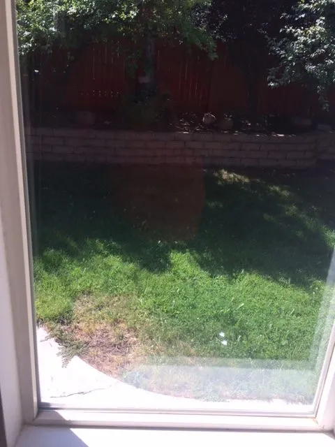 Streak-free sliding glass door looking out on a backyard